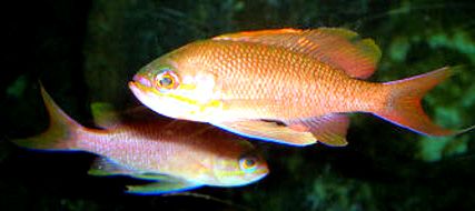 Anthias anthias_004